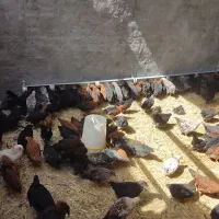 جوجه مرغ خروس جهادی و گلپایگانی