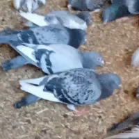 کفتر آلمانی اصل