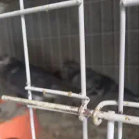 فروش کبوتر پرشی وحمال