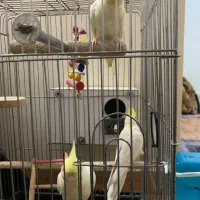 عروس هلندی لوتینو اصل چشم شرابی رام|پرنده|اسلامشهر, مطهری|دیوار