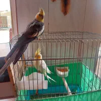 عروس هلندی دستی