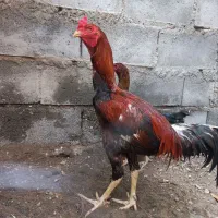 خروس مرغ|حیوانات مزرعه|میناب, |دیوار