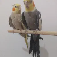 فروش دو عدد عروس هلندی نر و ماده