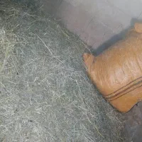 علف سبز بهار