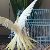 عروس هلندی لوتینو ماده|پرنده|زیباشهر, |دیوار