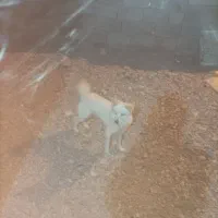 یک سگ پامر اشپیتز 2ساله