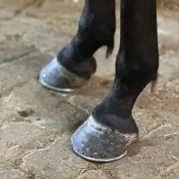 نعلبندی