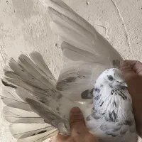 تعدادی کفتر پرشی