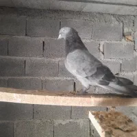 کبوترسبز مچ پر