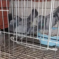 کبوتر خاص پر پرشی بازکن ملقی بابهدجوجه گیری|پرنده|بروجن, |دیوار