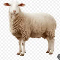 گوسفند برای کشتار