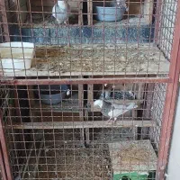 فروش  7عددکفتر طوقی هفت رنگ