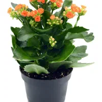 گیاه گلدار کالانکوئه و گل ناز گوشتی