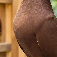فروش ۵ قطعه کبوتر با نژادهای مختلف پرورشی و مولد