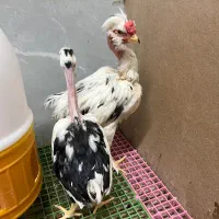 نیمچه گلین گردن لخت