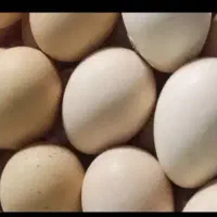 تخم مرغ محلی ۲۰