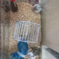 همستر وینتر وایت و کمپل