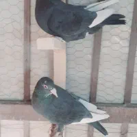 تعدادی کفتر ماده خوشگل|پرنده|کرمان, |دیوار