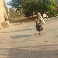 مرغ و خروس گلین