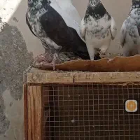 کبوتر کاشونی پرشی|پرنده|پیر بکران, |دیوار