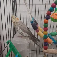 عروس هلندی|پرنده|رشت, دروازه لاکان|دیوار