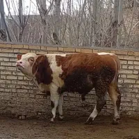 گاو،گوساله سیمنتال نر