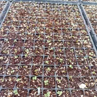 کارگر خانم جهت گلخانه