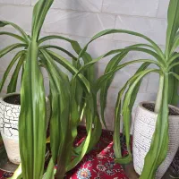 حراج گلهای سوسن|گل و گیاه طبیعی|یزد, |دیوار