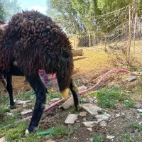 بره ماده درجه یک