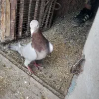 سرونج نربسیار درشت وگزدار نسل قدیم جوون|پرنده|نیشابور, ده حلاج|دیوار