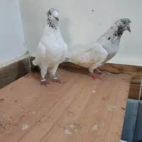 یه جفت کبوتر کله دم سیاه مهر به زمانت کتبی