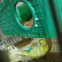 یک عدد مرغ عشق|پرنده|ایوان, |دیوار