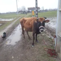 گاوجرسی ۱ماه نیم آبستن      لیشه ورزا