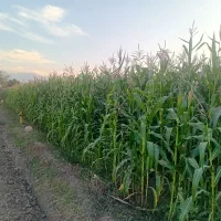 ذرت علوفه ای