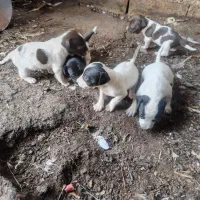 توله سگ|سگ|دلند, |دیوار