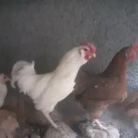 مرع وخروس