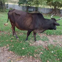 فروش گاو با گوساله ماده|حیوانات مزرعه|سنگر, |دیوار