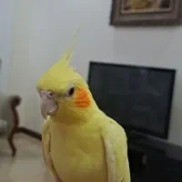 عروس هلندی