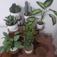 استند ۹تایی با تمام گلها یکجا فروخته میشود