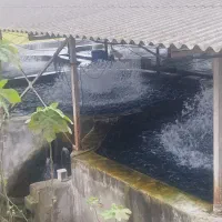 ماهی قزل الا