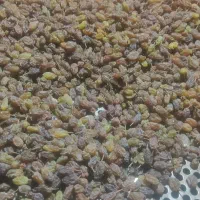 کشمش سبز و افتابی