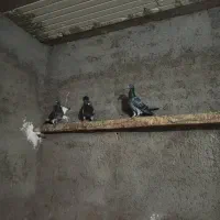 پلاکی درجه یک|پرنده|کارون, |دیوار