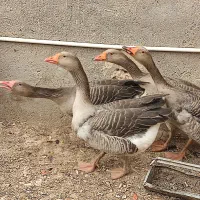 غازنروماده