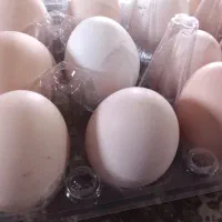 تخم مرغ بومی|خوردنی و آشامیدنی|بلداجی, |دیوار