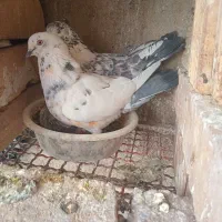 یجفت نروماده پرشی|پرنده|ساوه, |دیوار