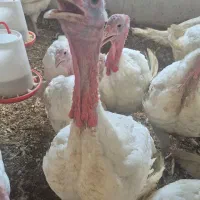 بوقلمون زنده کیلویی ۵۰۰