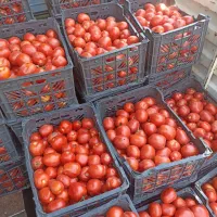 گوجه ربی درجه ۱. شیرازی