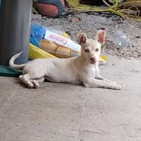 سگ پاکوتا|سگ|گرگان, |دیوار