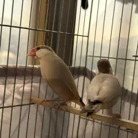 فنچ نرگسی شکلاتی|پرنده|تهران, تهرانپارس شرقی|دیوار