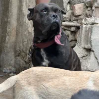 واگذاری کن کورسو